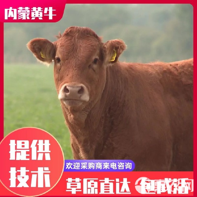 【热卖】内蒙古牧区架子牛黄牛包技术 包回收 可视频看货无中商