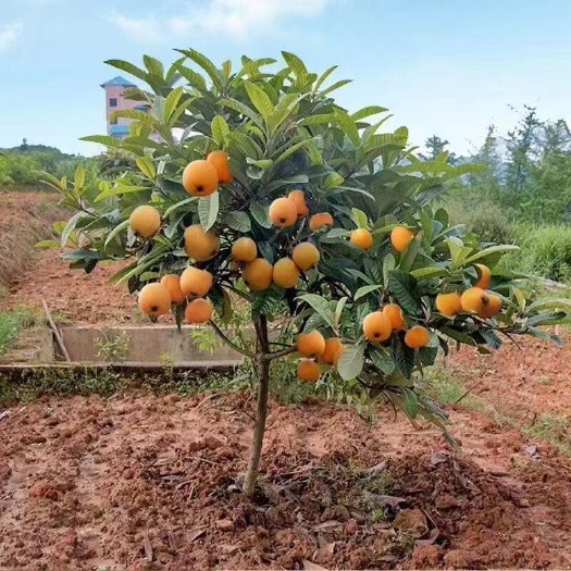 灵山县嫁接枇杷苗大五星特大无核贵妃南方北方种植盆栽地栽白玉枇杷树苗