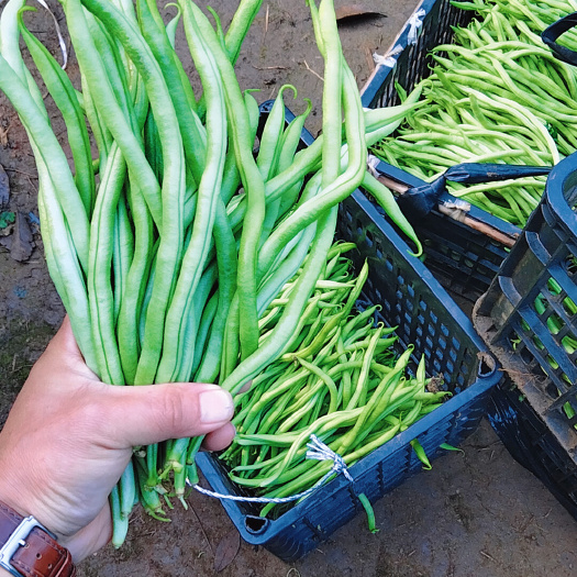 景洪市豆角，好货