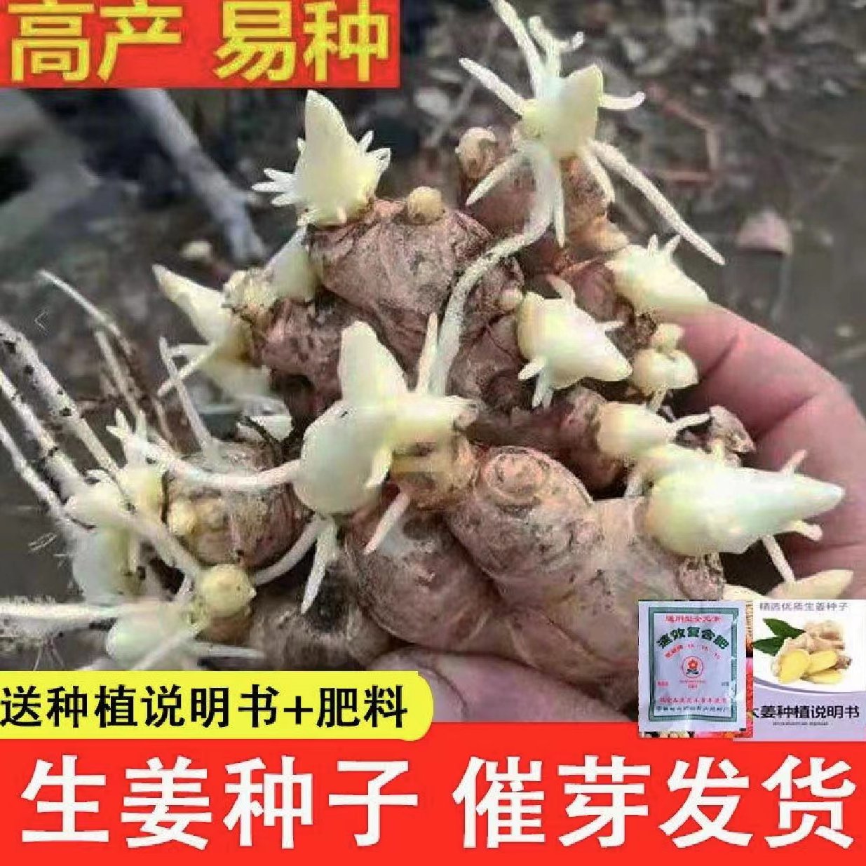 织金县368脱毒催芽姜种，物流全国，提供种植技术