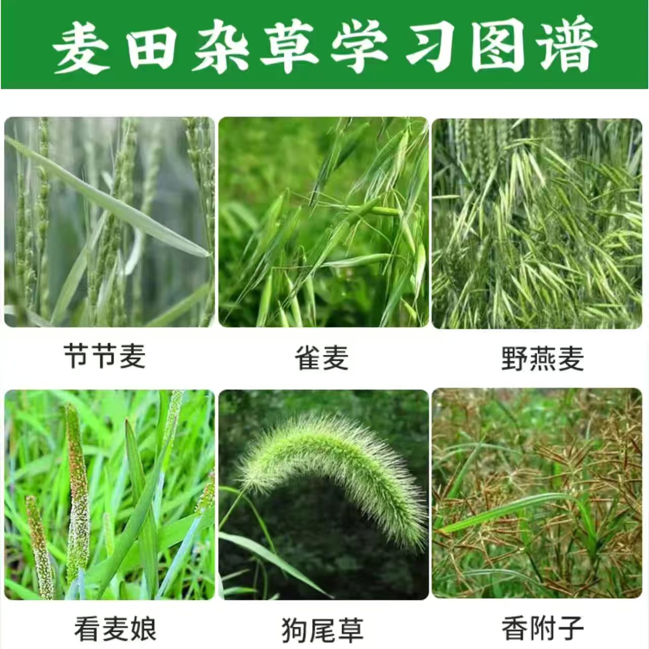 亨达美麦收小麦专用除草剂阔叶杂草小麦苗后除草剂小麦除草剂套餐