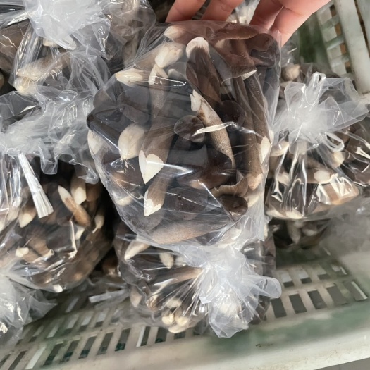 成都黑皮鸡纵菌 大量