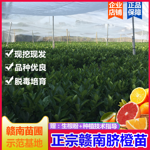 寻乌县三棵起发】赣南脐橙苗嫁接纽荷尔脐橙果树苗卡拉血橙正品江西橙子