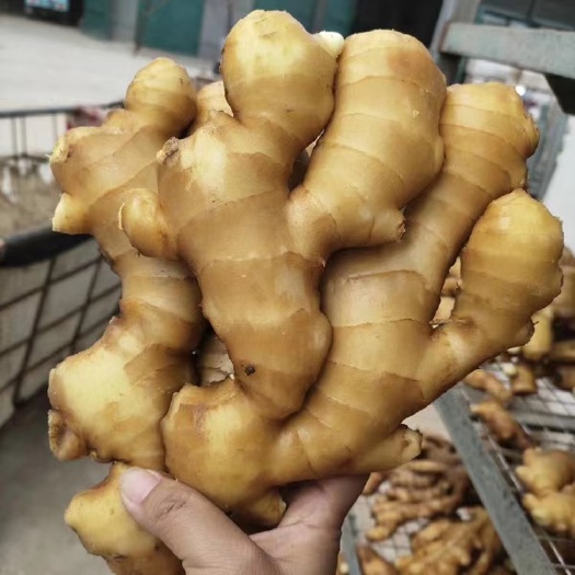 沂水县大量供应生姜