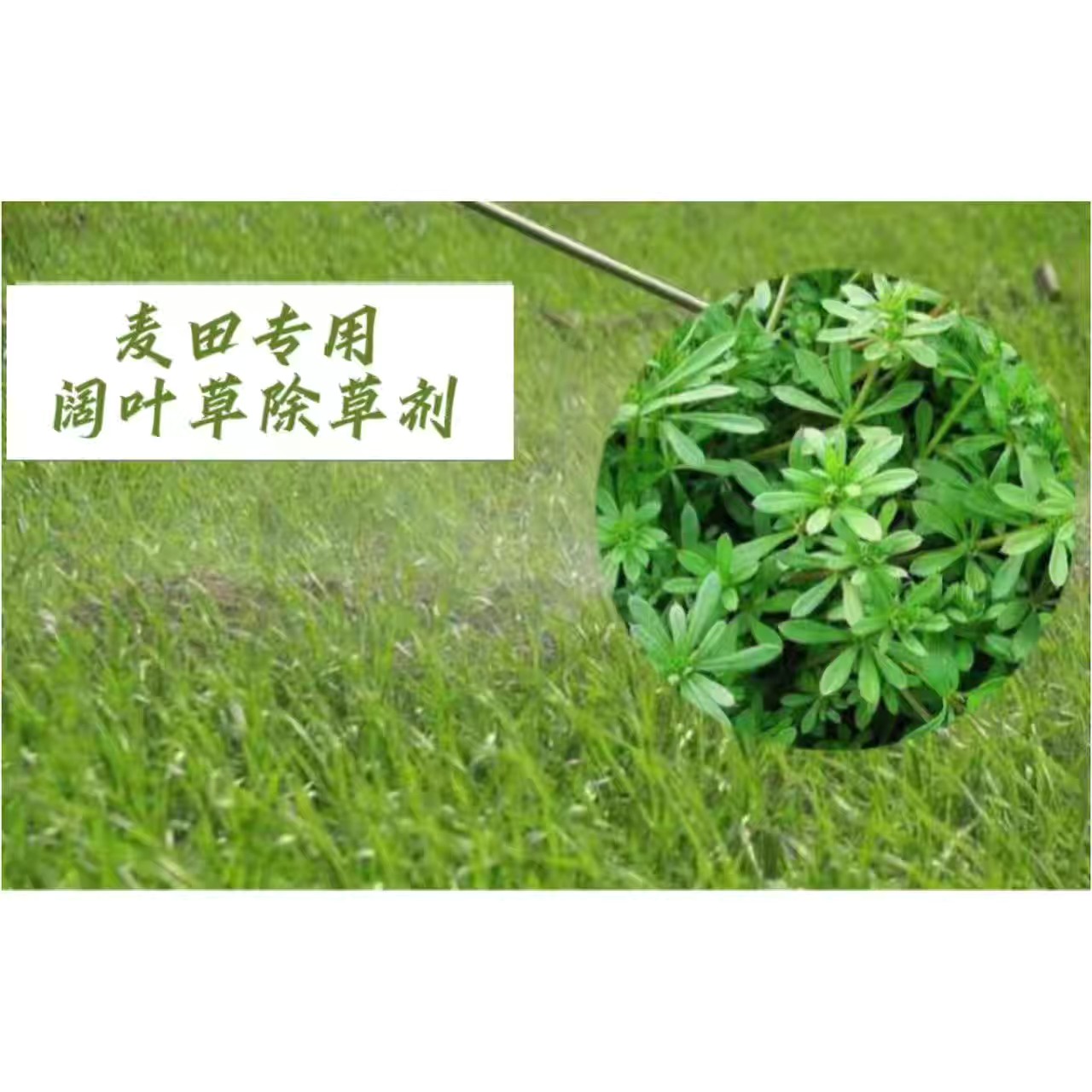 亨达美麦收小麦专用除草剂阔叶杂草小麦苗后除草剂小麦除草剂套餐