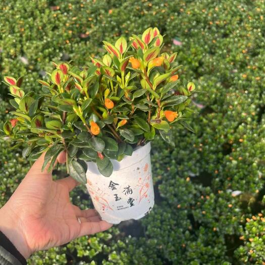 广州120白盆金鱼花.鱼多花苞多