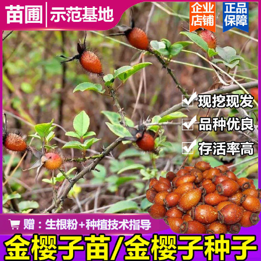 寻乌县野生金樱子树苗现挖金樱子苗种子带刺刺梨糖罐子果实泡酒料易存活
