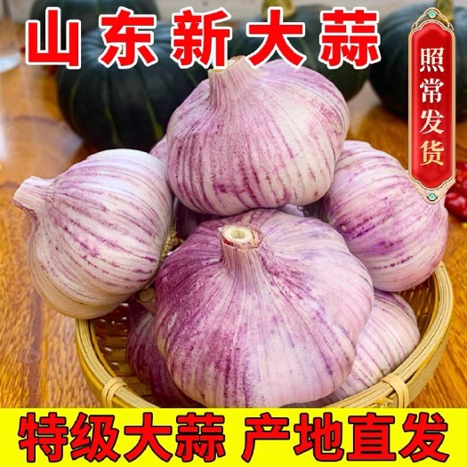 平邑县紫皮蒜 山东大蒜新鲜混级多品种24年4月上市鲜蒜农家自产