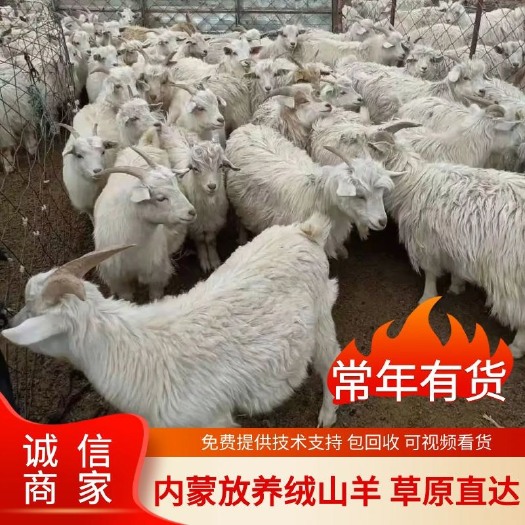 【热卖】内蒙古绒白山羊母羊肉质鲜嫩多汁货源充足常年供货公羊