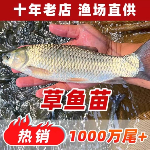 草鱼苗，鱼场直销，长势快，成活率高，包送货到家，量大从优