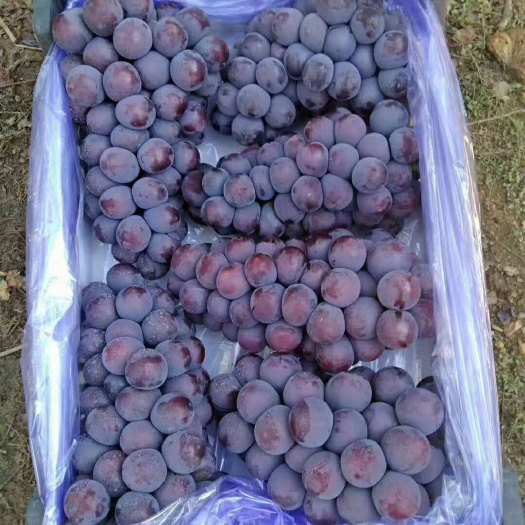 秦皇岛巨峰葡萄无籽 当季新鲜水果葡萄超甜孕妇水果提子包邮