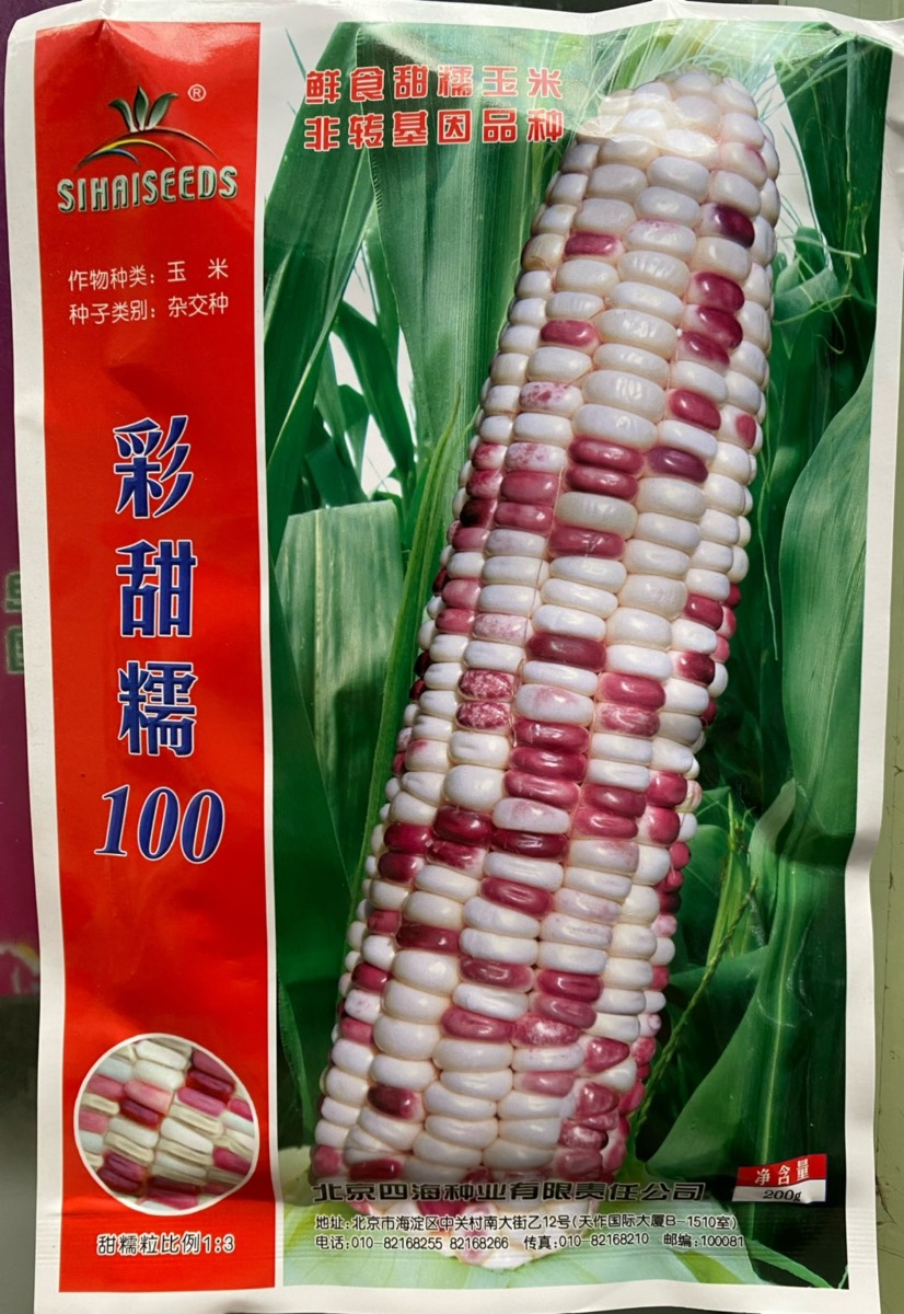 宜城市四海种业，彩甜糯IOQ花甜糯玉米种子