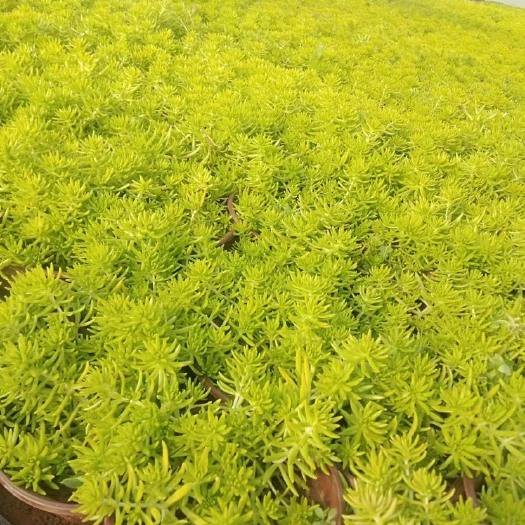 青州市佛甲草（黄金条）