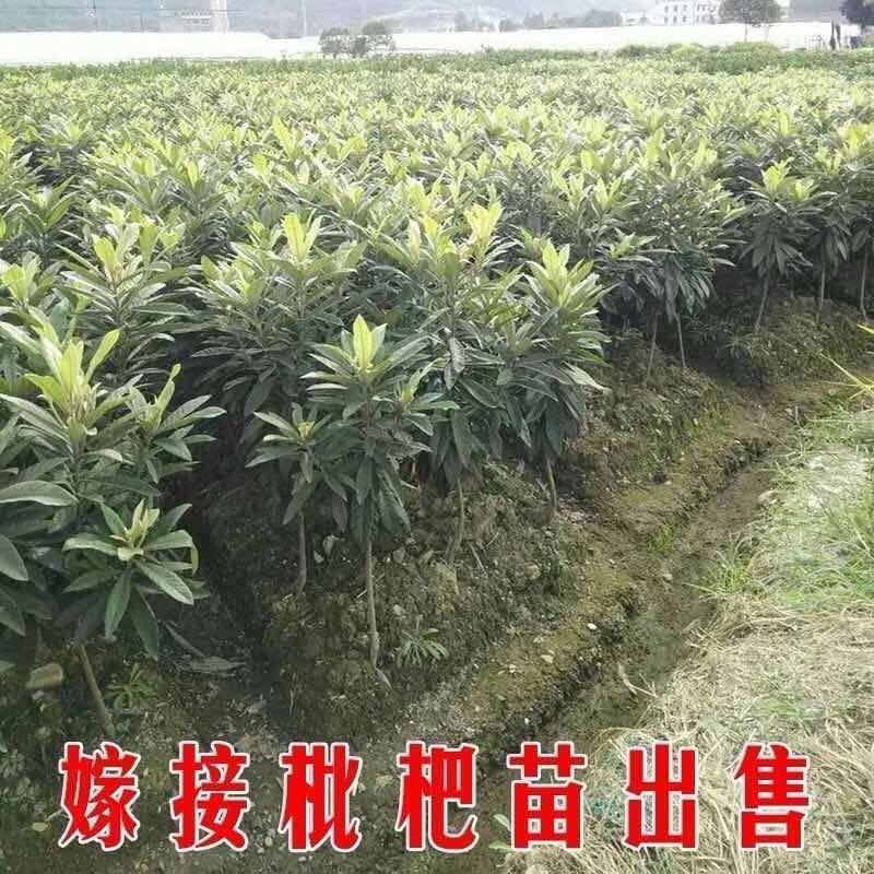 嫁接枇杷苗大五星特大无核贵妃南方北方种植盆栽地栽白玉枇杷树苗