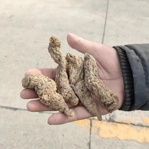 洛阳干地黄