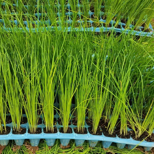 象州县韭菜盘栽秧苗