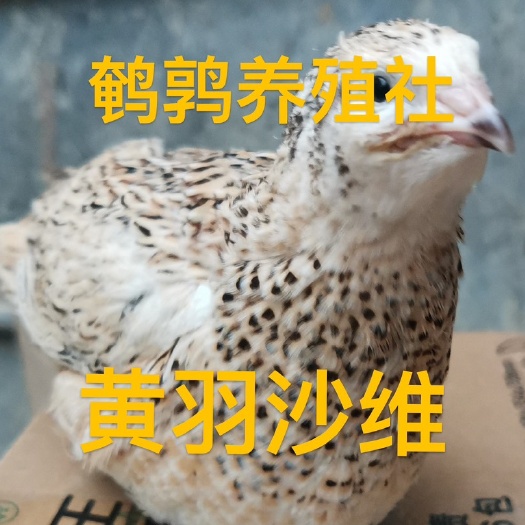 北流市沙维鹌鹑种蛋孵化5个品种熊猫、非洲黑、法巨 黄沙 白沙维