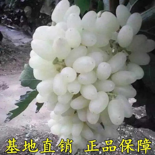 灵山县新品种马奶提子无核奶油白葡萄苗南北方四季种植葡萄树苗当年结果