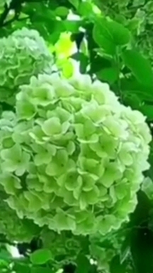 郯城县中华斗球