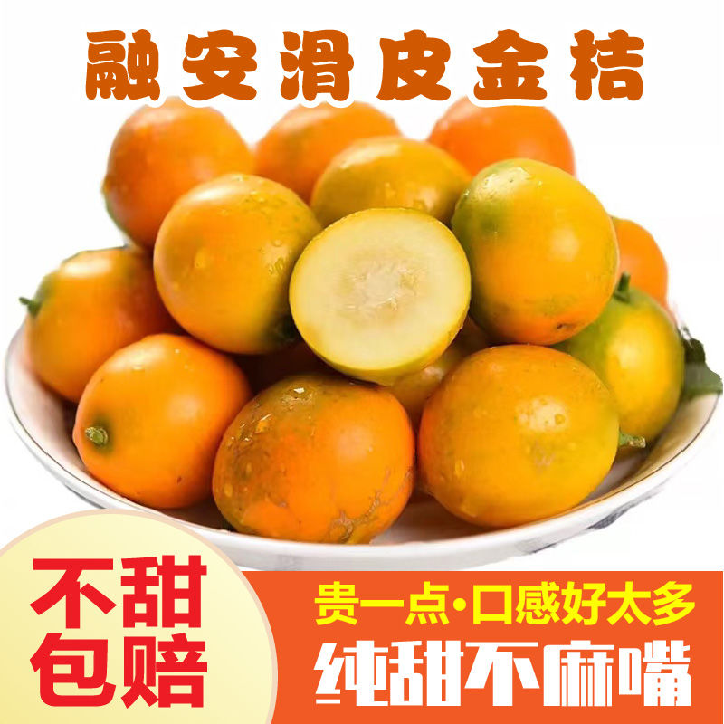 广西融安脆皮金桔脆皮金桔一件代发