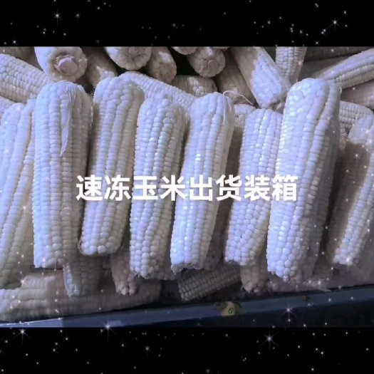 依安县速冻糯玉米真空独立包装鲜食玉米软糯香甜口感好价格优惠