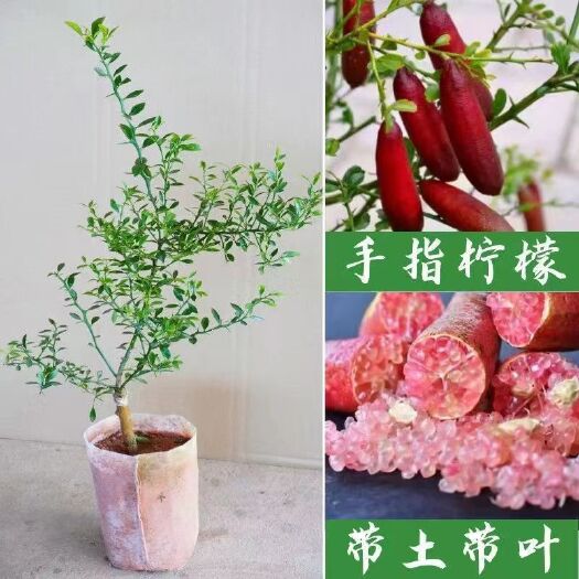 灵山县澳洲手指柠檬树苗新品种指橙柠檬苗嫁接果树当年结果南北方盆栽