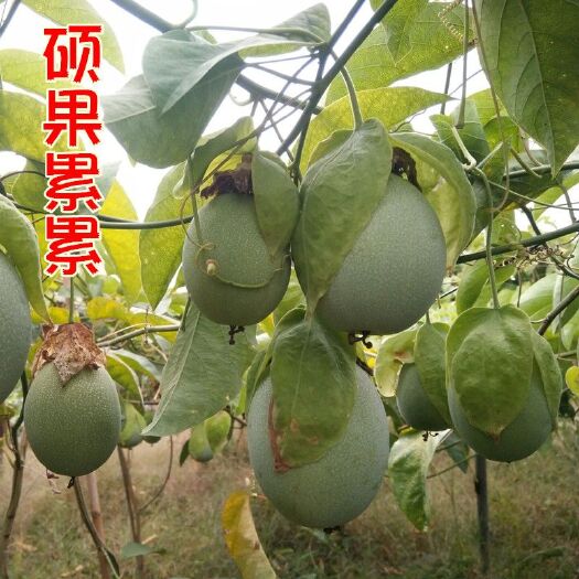灵山县绿皮百香果苗荔枝味百香果苗纯甜盆栽地栽四季结果新品种