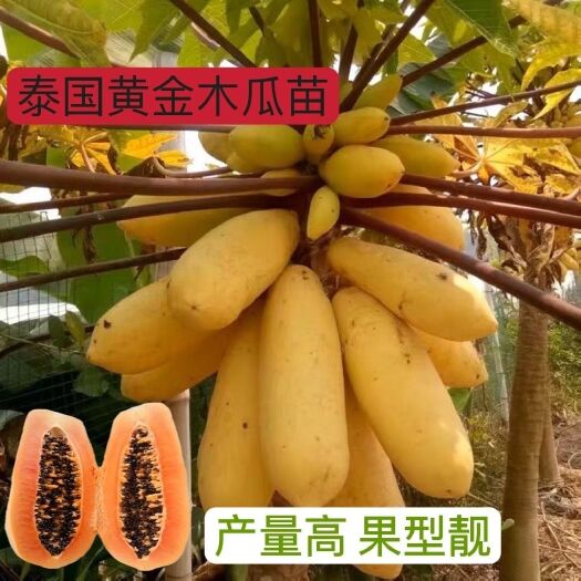 灵山县木瓜苗新品种黄金木瓜果树苗四季结果树苗子矮化木瓜水果树苗