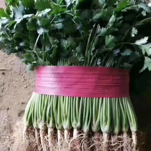 聊城香菜，铁杆青