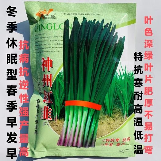 沭阳县神州红韭韭菜种子冬季休眠特抗寒耐高温低温韭菜种子春季早发抗病
