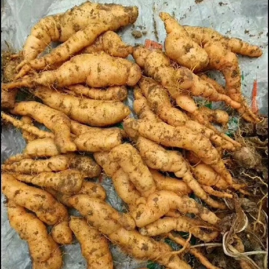 温县地黄种子 地黄种苗