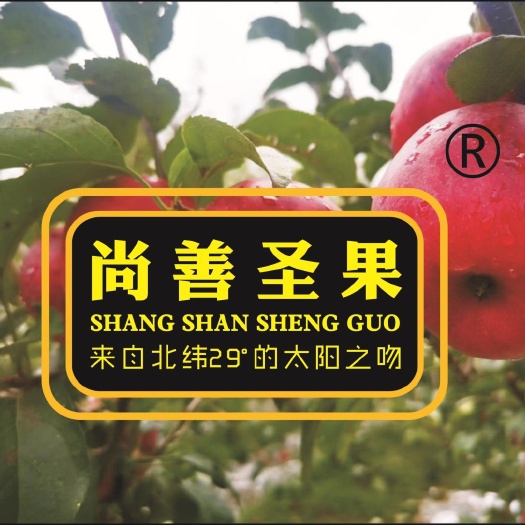昭通昭通糖心苹果