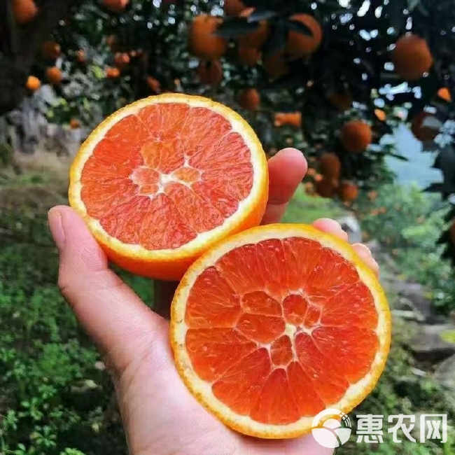 湖北橙子秭归中华红橙血橙皮薄肉厚清甜多汁自然成熟产地直发货