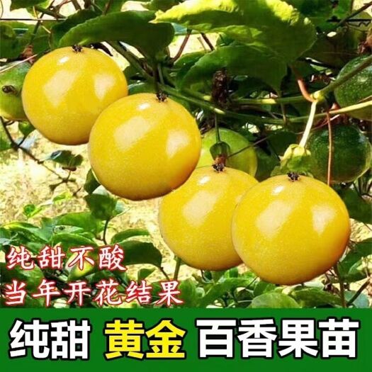 灵山县纯甜百香果嫁接苗黄金九号钦蜜爬藤超甜当年结果黄金百香果苗