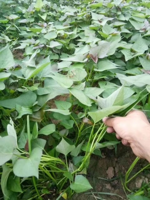 养殖，种植，农场出租