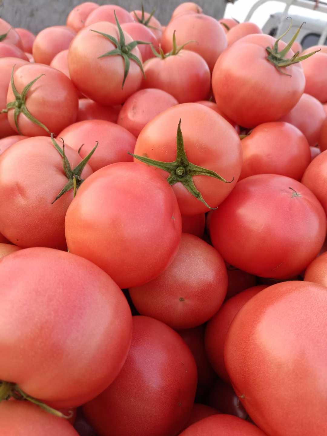 高密市硬粉西红柿