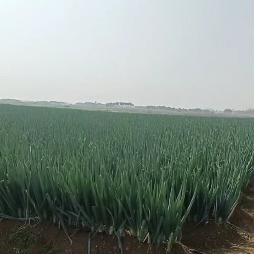 宾阳县自家种优质大葱（近百亩）