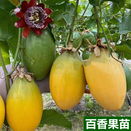 灵山县新品一斤一个香蜜木瓜百香果苗纯甜爬藤四季结果百香果苗