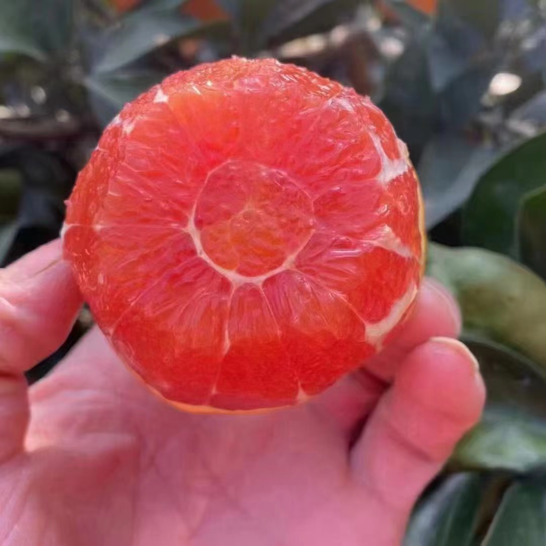 红橙  秭归中华红血橙香甜爽口营养丰富产地直发新鲜水果