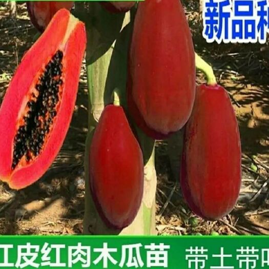 灵山县木瓜果树苗冠红木瓜南方种四季木瓜苗矮化当年结果水果木瓜苗