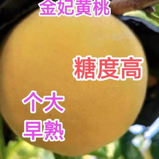 寿光市金妃黄桃苗，早熟，个大，纯甜，糖度高