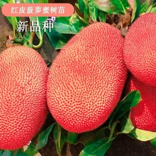 灵山县新品种红皮红肉菠萝蜜苗果树嫁接苗庭院南北方种植木菠萝耐寒