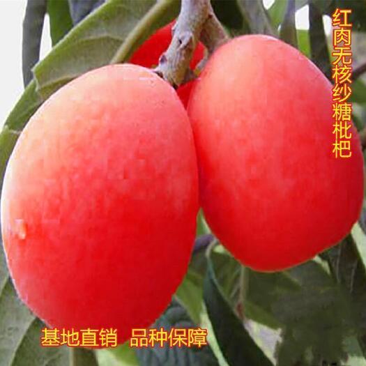 灵山县新品种枇杷树无籽苗无核砂糖枇杷果树苗南北方种植抗旱耐寒盆地栽