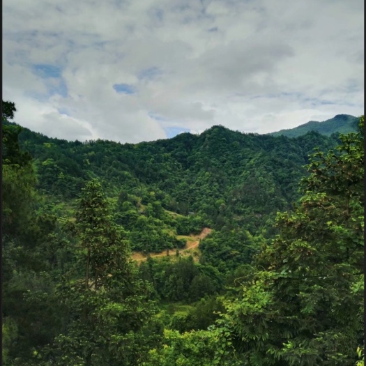 酉阳灌木林地 转让 50至100亩