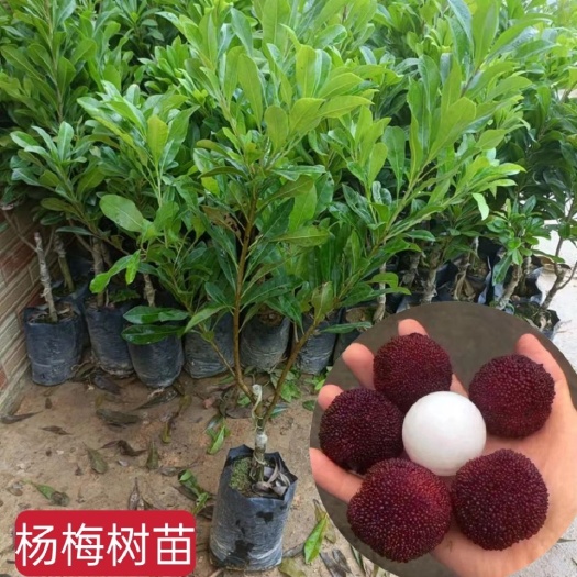 灵山县嫁接东魁杨梅树苗盆栽地栽杨梅苗南方北方种植当年结果树苗耐寒