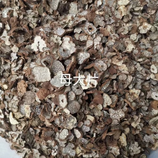 双柏县云南特产母块菌干品松露猪拱菌干品老家产地货源大量批发