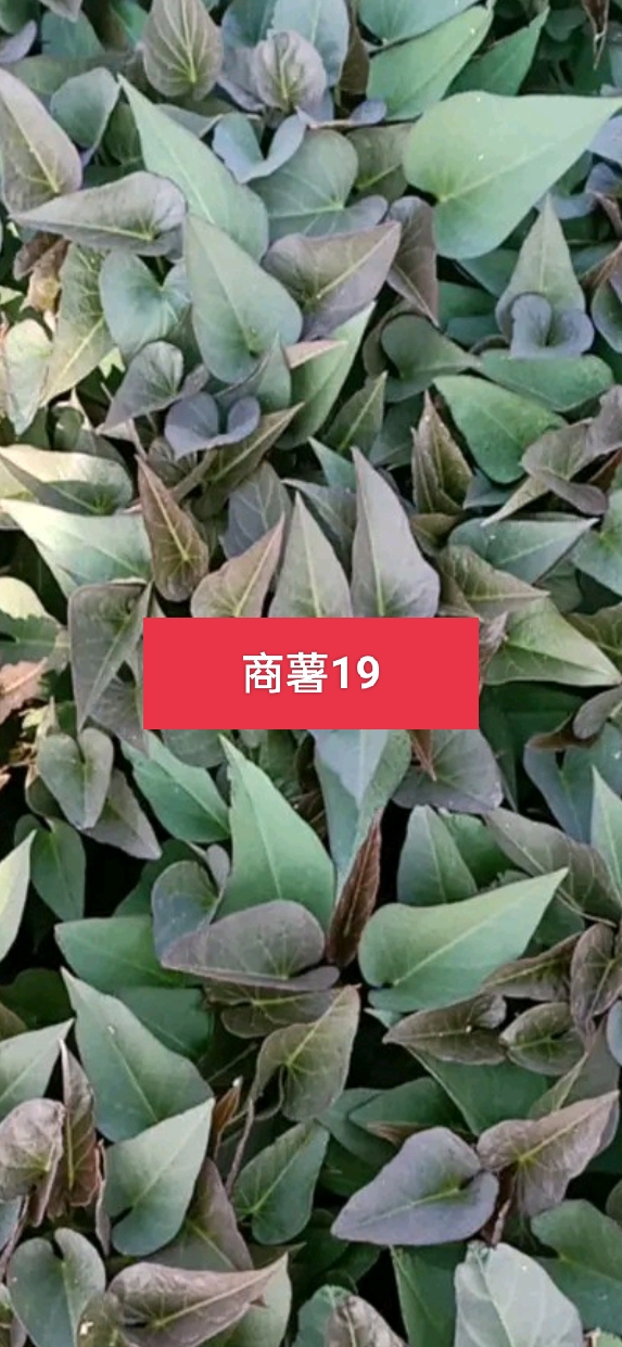 商薯19红薯苗