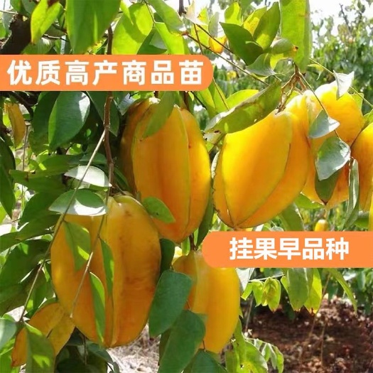 灵山县嫁接四季纯甜红杨桃苗果树庭院地栽盆栽当年结果树苗带土球发货