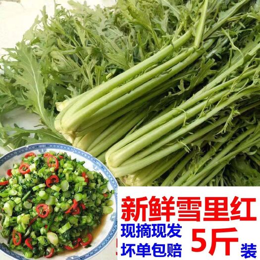 安乡县雪里蕻新鲜细叶雪菜春不老芥菜九头芥腊菜可腌雪里红咸菜