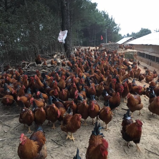 阳春市果场鸡活鸡散养土鸡